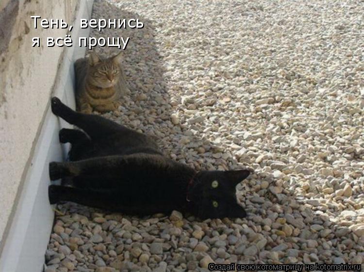 Тень, вернись я всё прощу... Котоматрица: Тень, вернись я всё прощу