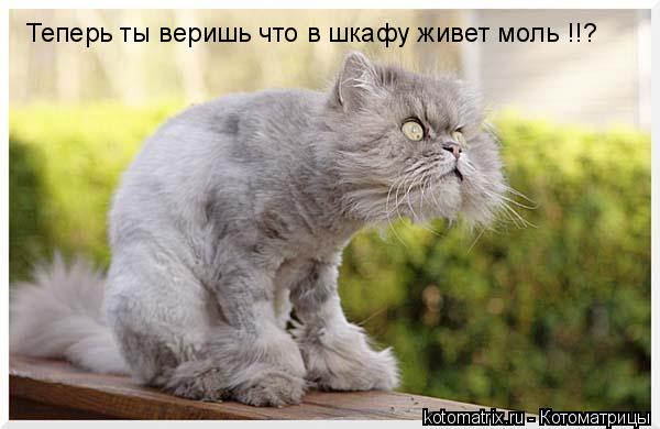 Котоматрица: Теперь ты веришь что в шкафу живет моль !!?