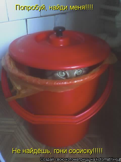 Котоматрица: Попробуй, найди меня!!!! Не найдёшь, гони сосиску!!!!!