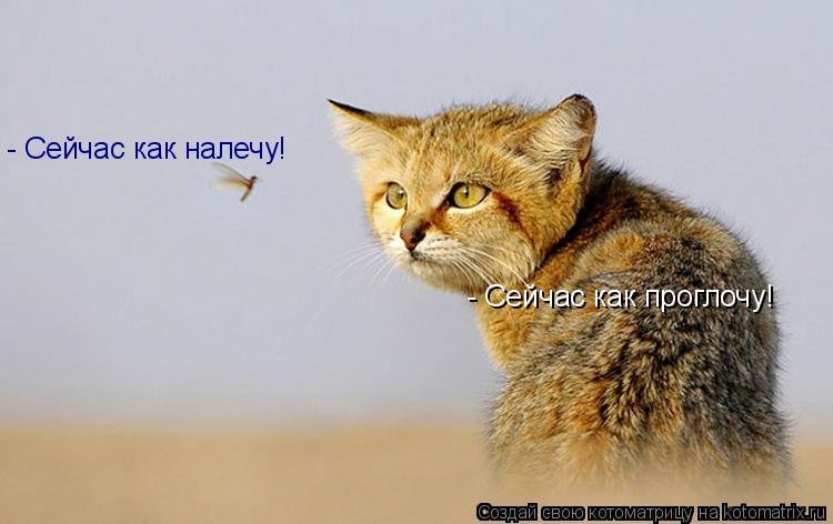 Котоматрица: - Сейчас как налечу!  - Сейчас как проглочу!