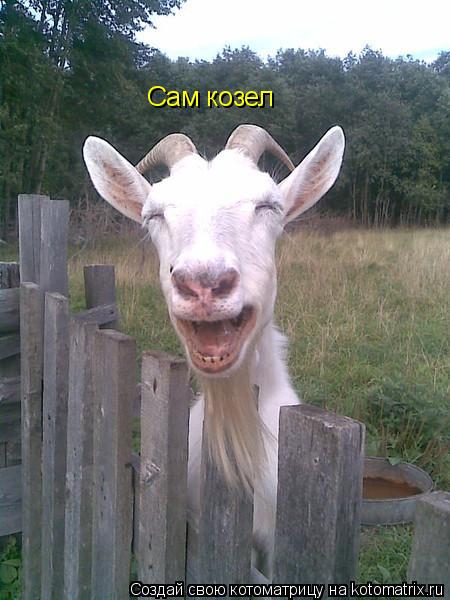Котоматрица: Сам козел