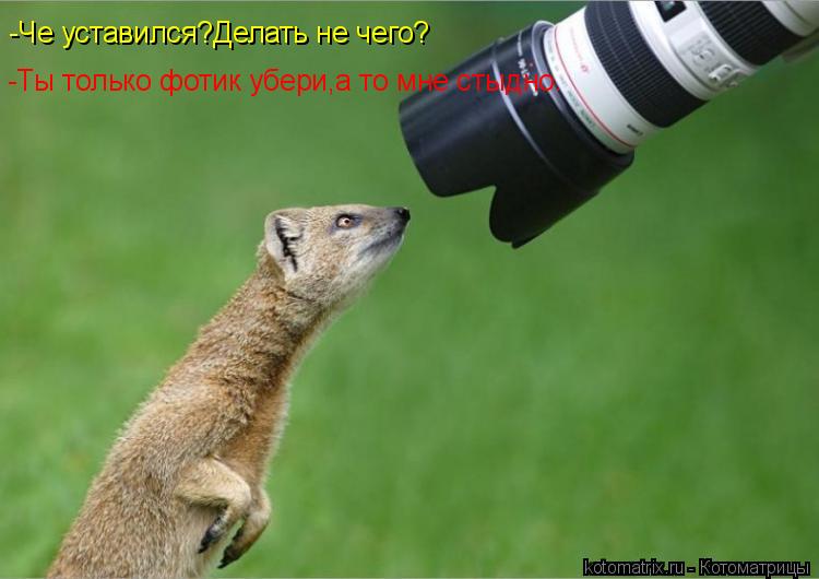 Котоматрица: -Че уставился?Делать не чего? -Ты только фотик убери,а то мне стыдно.