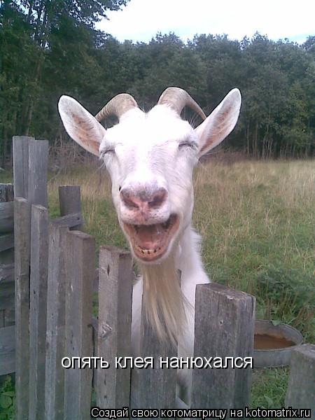 Котоматрица: опять клея нанюхался