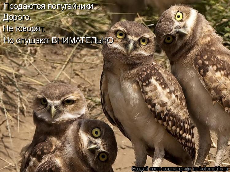 Котоматрица: Продаются попугайчики. Дорого. Не говорят. Но слушают ВНИМАТЕЛЬНО