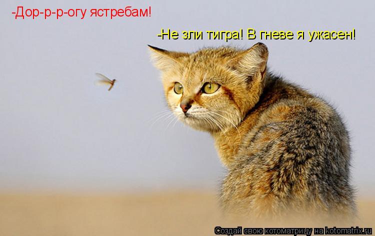 Котоматрица: -Дор-р-р-огу ястребам! -Не зли тигра! В гневе я ужасен!