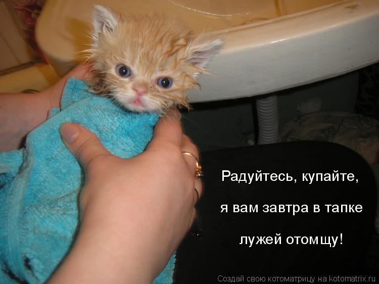 Котоматрица: Радуйтесь, купайте,  я вам завтра в тапке  лужей отомщу!