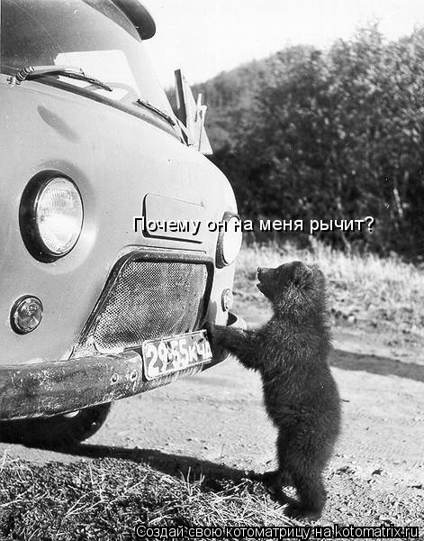 Котоматрица: Почему он на меня рычит?