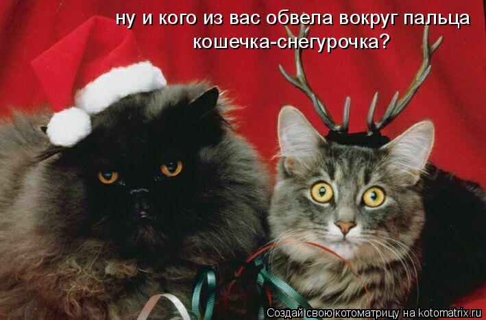 Котоматрица: ну и кого из вас обвела вокруг пальца кошечка-снегурочка?