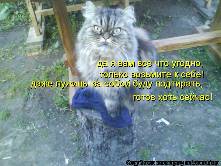 Котоматрица: да я вам все что угодно, даже лужицы за собой буду подтирать, только возьмите к себе! готов хоть сейчас!