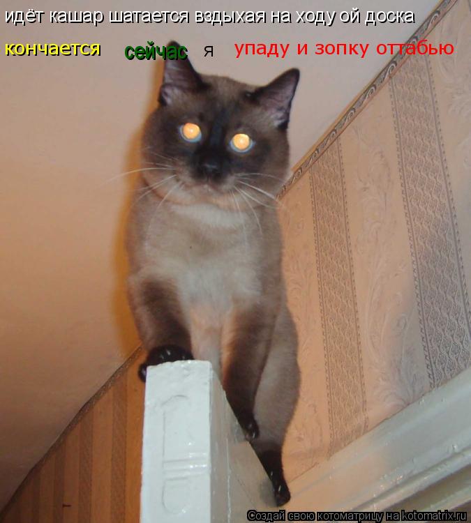 Котоматрица: идёт кашар шатается вздыхая на ходу ой доска  кончается сейчас  я упаду и зопку оттабью