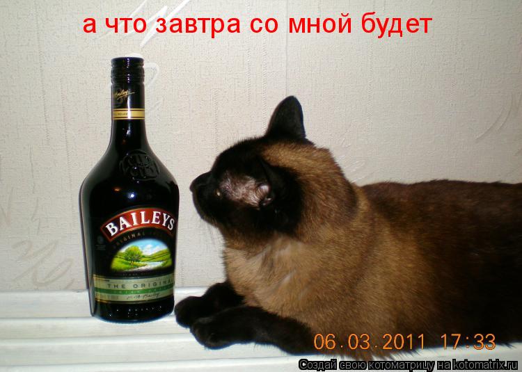 Котоматрица: а что завтра со мной будет