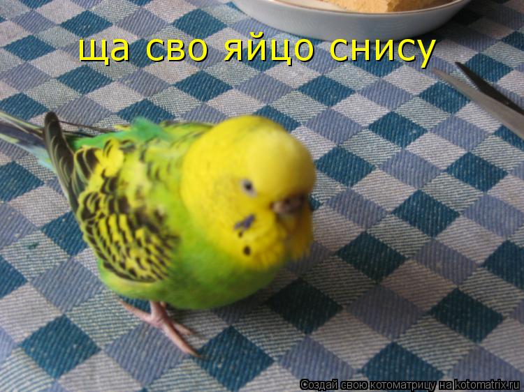 Котоматрица: ща сво яйцо снису