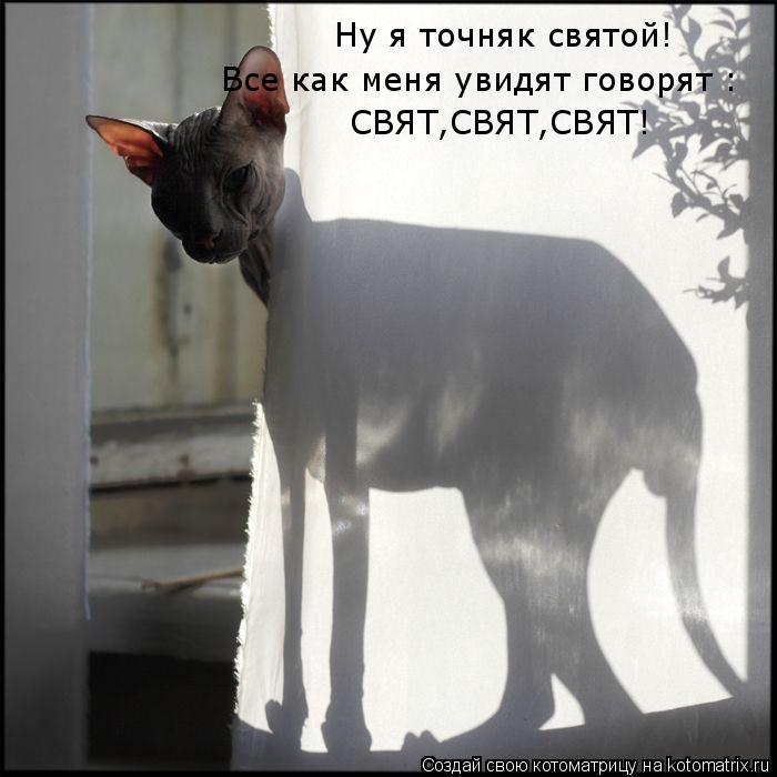 Котоматрица: Ну я точняк святой! Все как меня увидят говорят : СВЯТ,СВЯТ,СВЯТ!