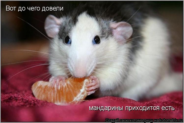 Котоматрица: Вот до чего довели  мандарины приходится есть