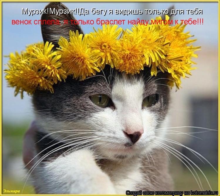 Котоматрица: Мурзик!Мурзик!!Да бегу я видишь только для тебя венок сплела, я только браслет найду мигом к тебе!!!