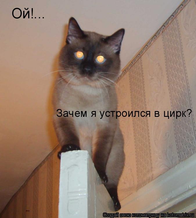 Котоматрица: Ой!... Зачем я устроился в цирк?