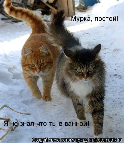 Котоматрица: Мурка, постой! Я не знал что ты в ванной!