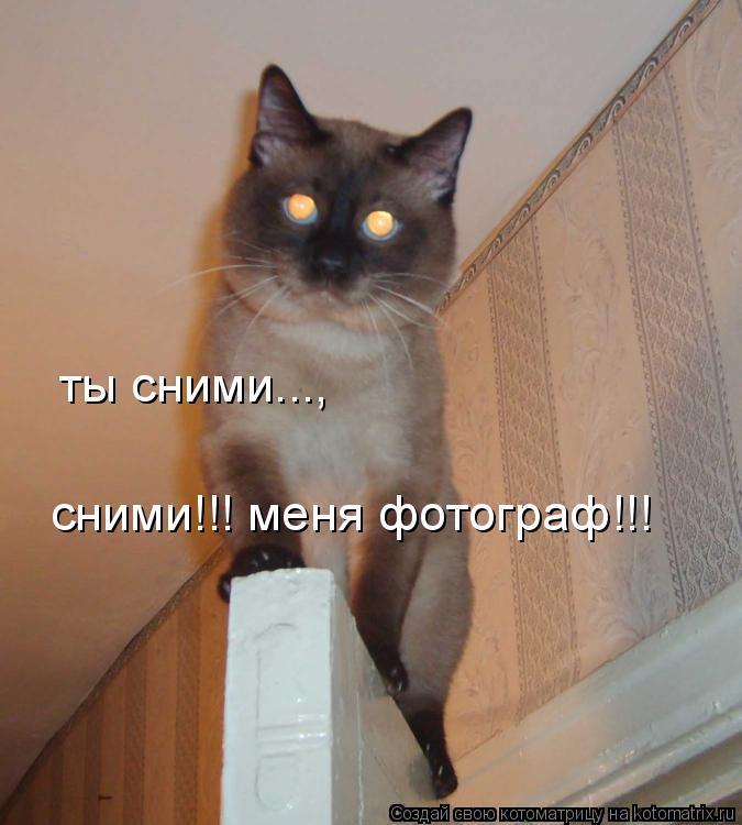 Котоматрица: ты сними...,  сними!!! меня фотограф!!!
