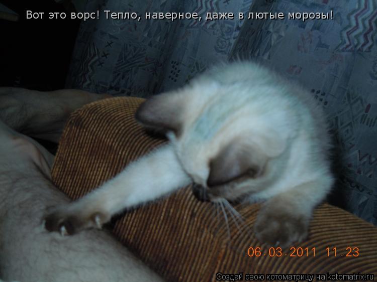 Котоматрица: Вот это ворс! Тепло, наверное, даже в лютые морозы!
