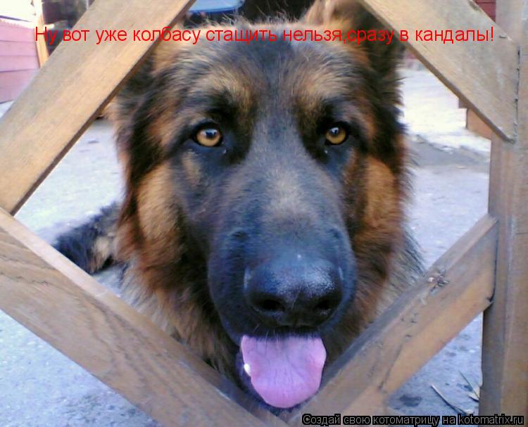 Котоматрица: Ну вот уже колбасу стащить нельзя,сразу в кандалы!