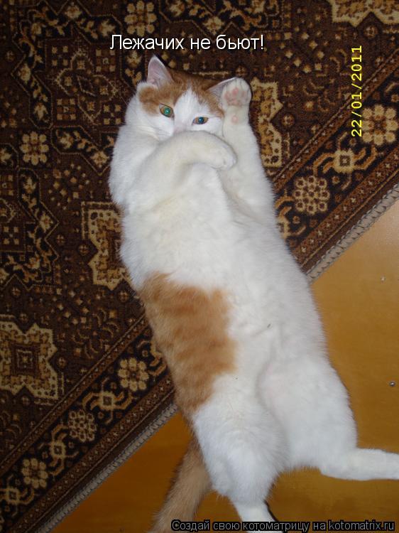 Котоматрица: Лежачих не бьют!