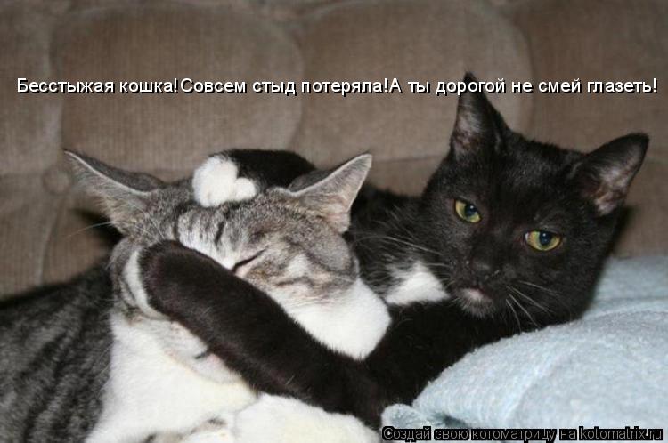 Котоматрица: Бесстыжая кошка!Совсем стыд потеряла!А ты дорогой не смей глазеть!
