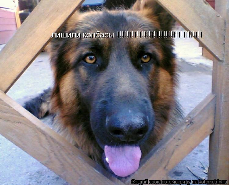 Котоматрица: лишили колбасы !!!!!!!!!!!!!!!!!!!!!!!!!!!!!!!!!!!