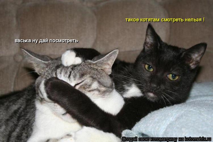Котоматрица: васька ну дай посмотреть такое котятам смотреть нельзя !
