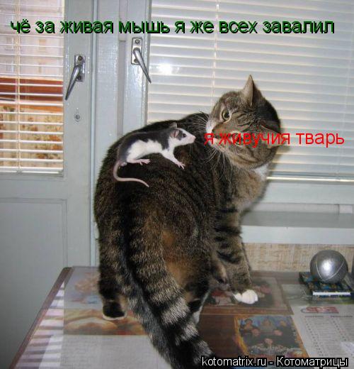 Котоматрица: чё за живая мышь я же всех завалил  я живучия тварь
