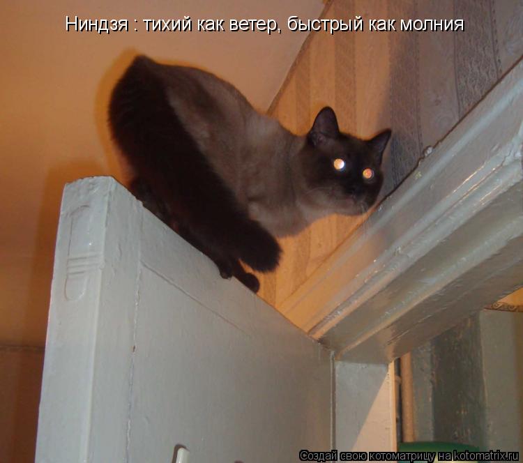 Котоматрица: Ниндзя : тихий как ветер, быстрый как молния