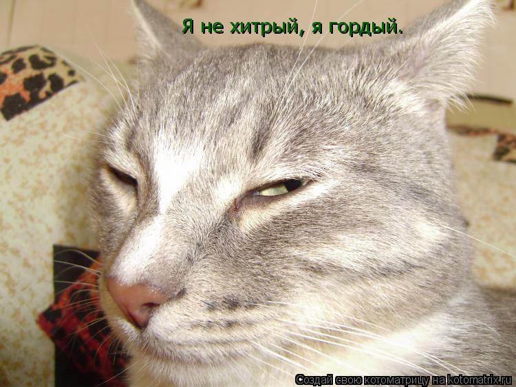 Котоматрица: Я не хитрый, я гордый.