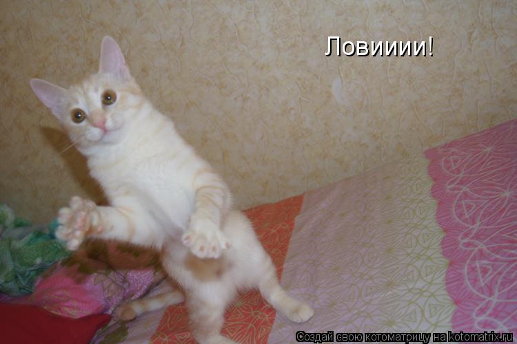 Котоматрица: Ловииии!