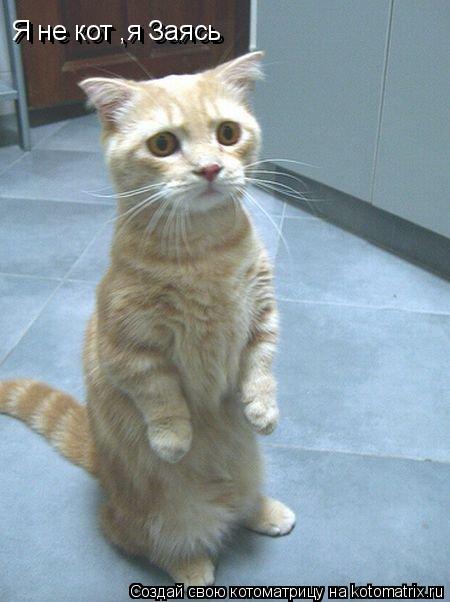 Котоматрица: Я не кот ,я Заясь Я не кот ,я Заясь