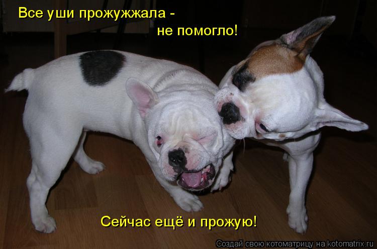 Котоматрица: Все уши прожужжала - не помогло! Сейчас ещё и прожую!