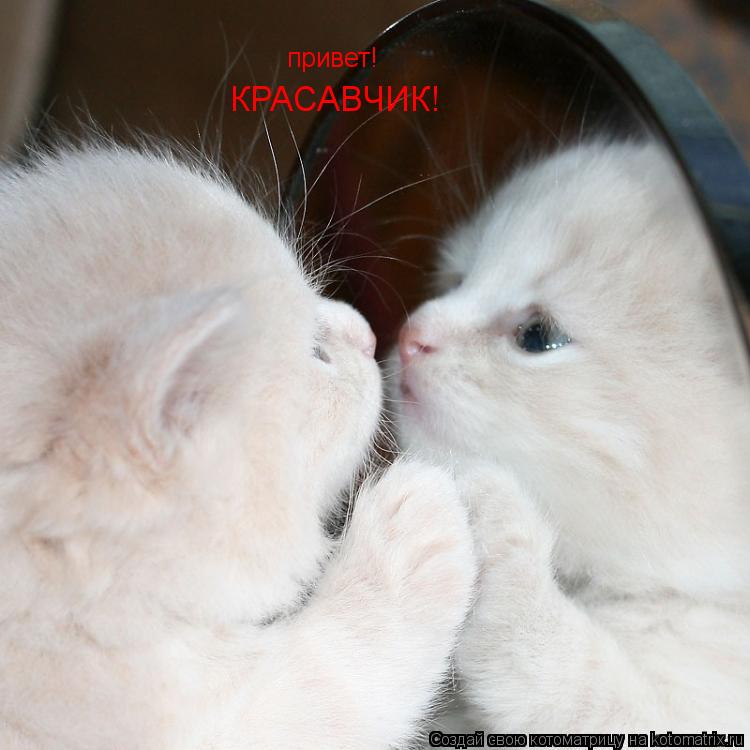 Котоматрица: привет! КРАСАВЧИК!