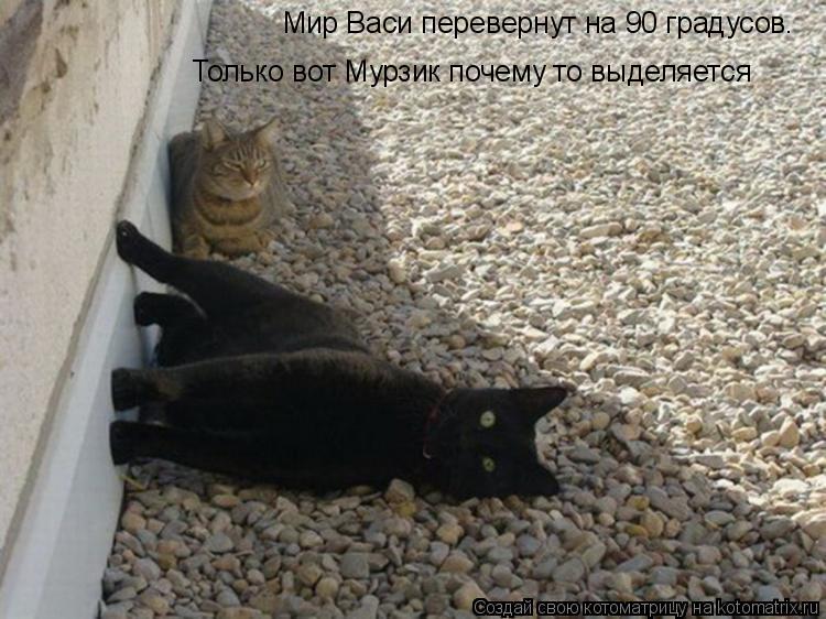 Котоматрица: Мир Васи перевернут на 90 градусов.  Только вот Мурзик почему то выделяется