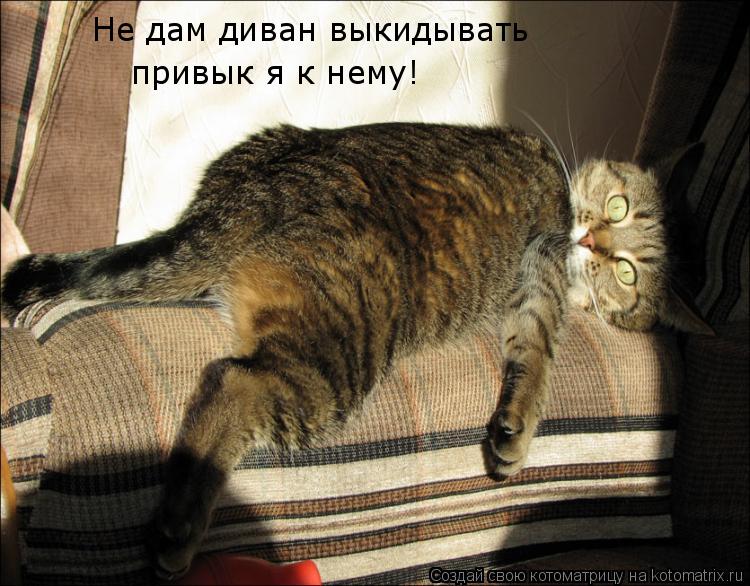 Котоматрица: Не дам диван выкидывать привык я к нему!