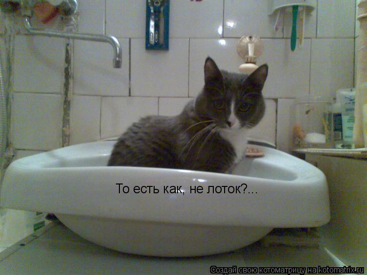 Котоматрица: То есть как, не лоток?...
