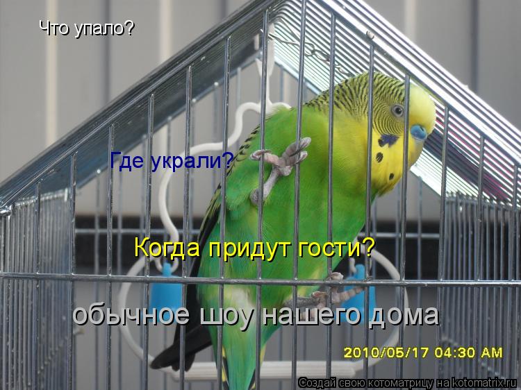 Котоматрица: Что упало? Когда придут гости? Где украли? обычное шоу нашего дома