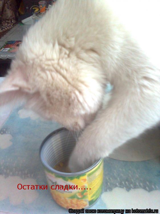 Котоматрица: Остатки сладки.....