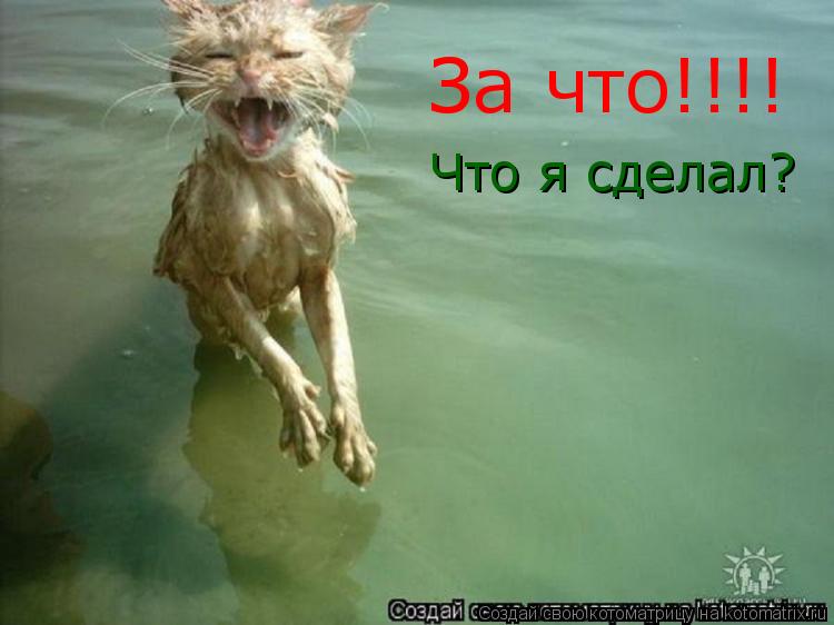 Котоматрица: За что!!!! Что я сделал?
