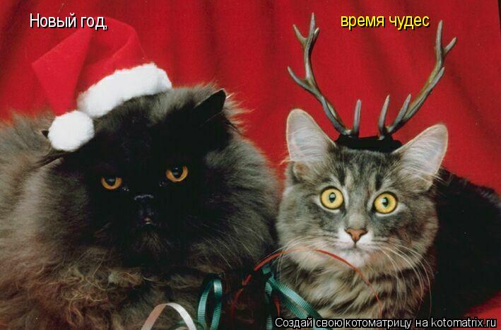 Котоматрица: Новый год, время чудес