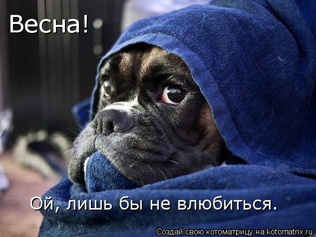 Котоматрица: Весна!  Ой, лишь бы не влюбиться…