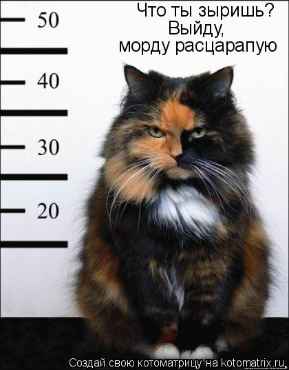 Котоматрица: Что ты зыришь? морду расцарапую Выйду,