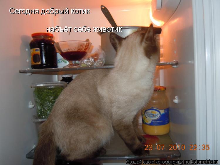 Котоматрица: Сегодня добрый котик  набъёт себе животик