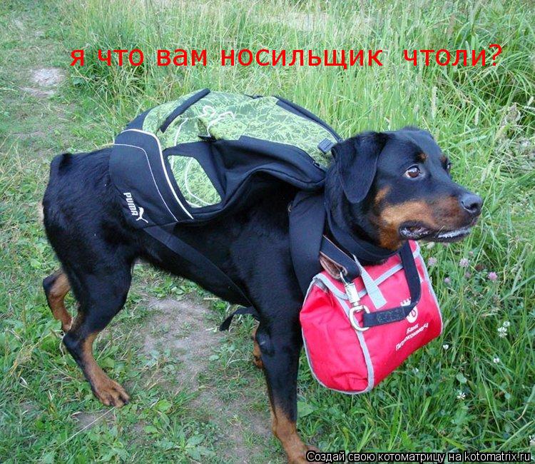 я что вам носильщик чтоли?... Котоматрица: я что вам носильщик чтоли?