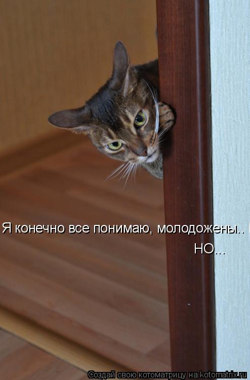 Котоматрица: Я конечно все понимаю, молодожены.. НО...!!!  НО...