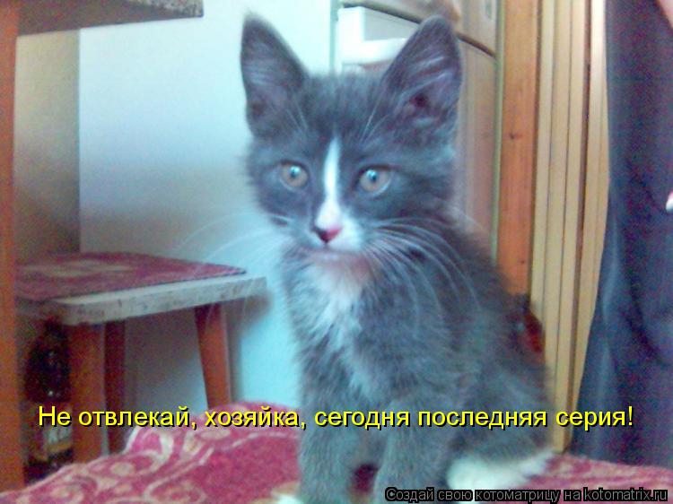 Не отвлекай, хозяйка, сегодня последняя серия!... Котоматрица: Не отвлекай, хозяйка, сегодня последняя серия!