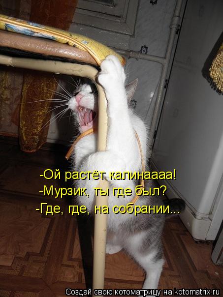 -Ой растёт калинаааа! -Мурзик, ты где был? -Где, где, на собрании...... Котоматрица: -Ой растёт калинаааа! -Мурзик, ты где был? -Где, где, на собрании...