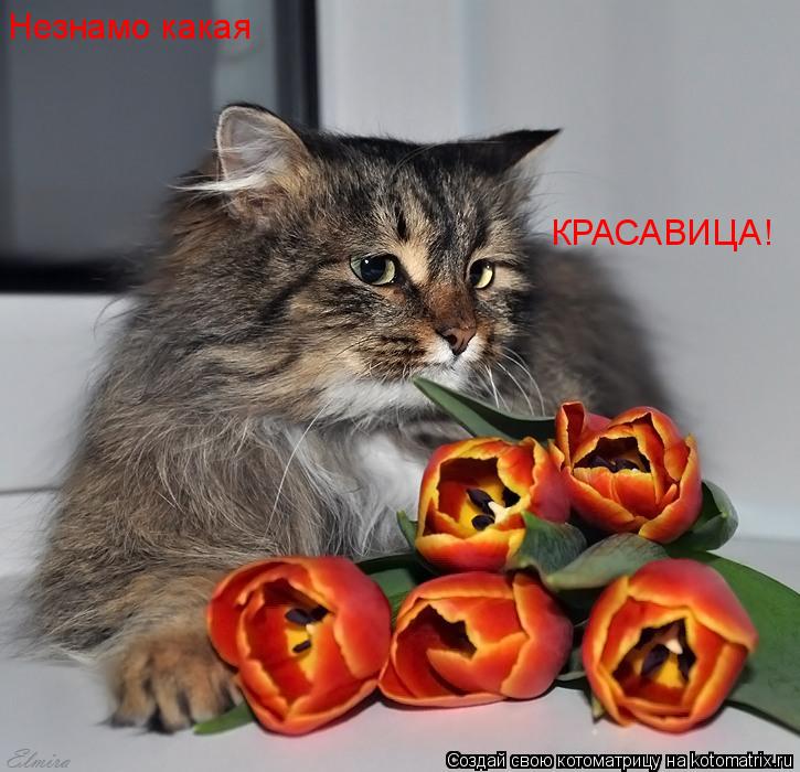 Незнамо какая КРАСАВИЦА!... Котоматрица: Незнамо какая КРАСАВИЦА!